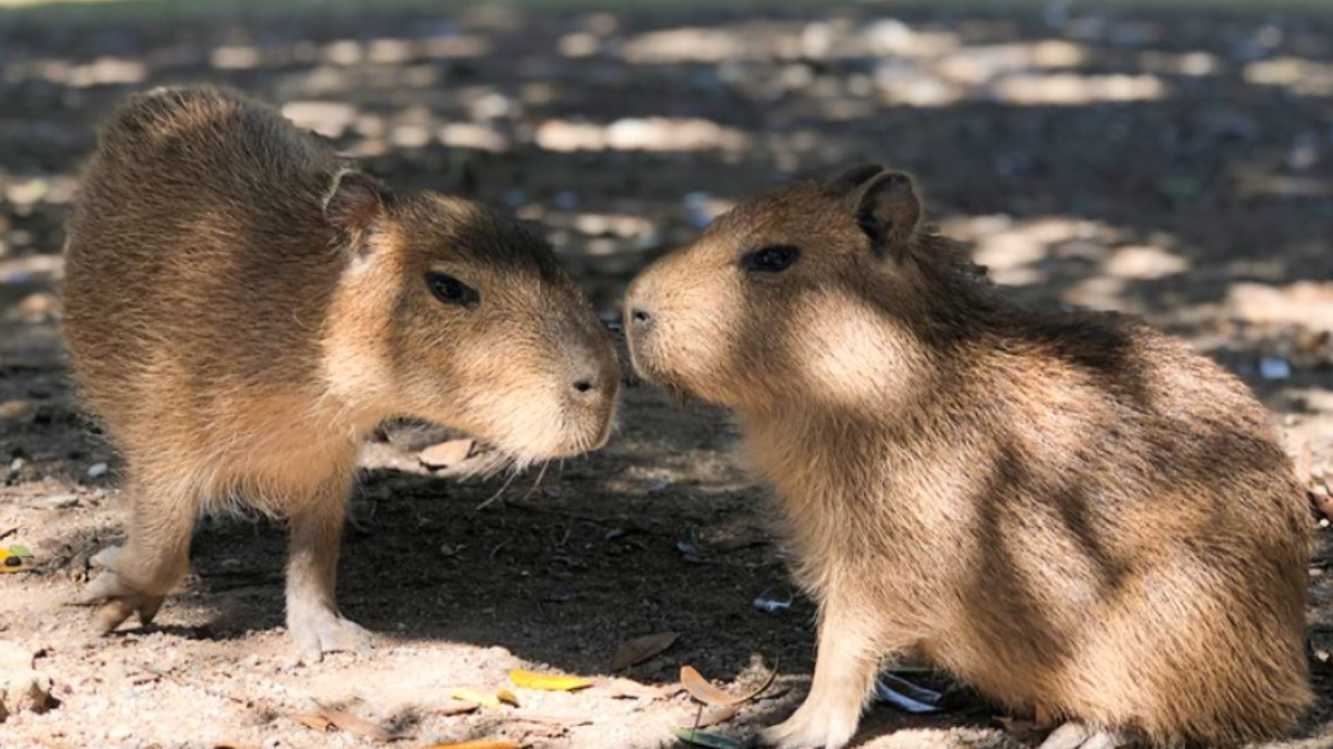 Giant Capybara Fossils Over 4.5 Million Years Old Discovered in Chile