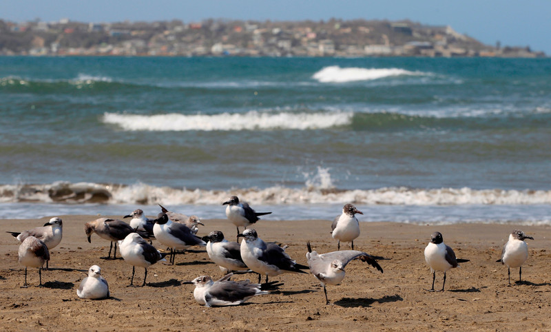 Antarctic Birds: Study Uncovers Climate Change Impact Over Millennia