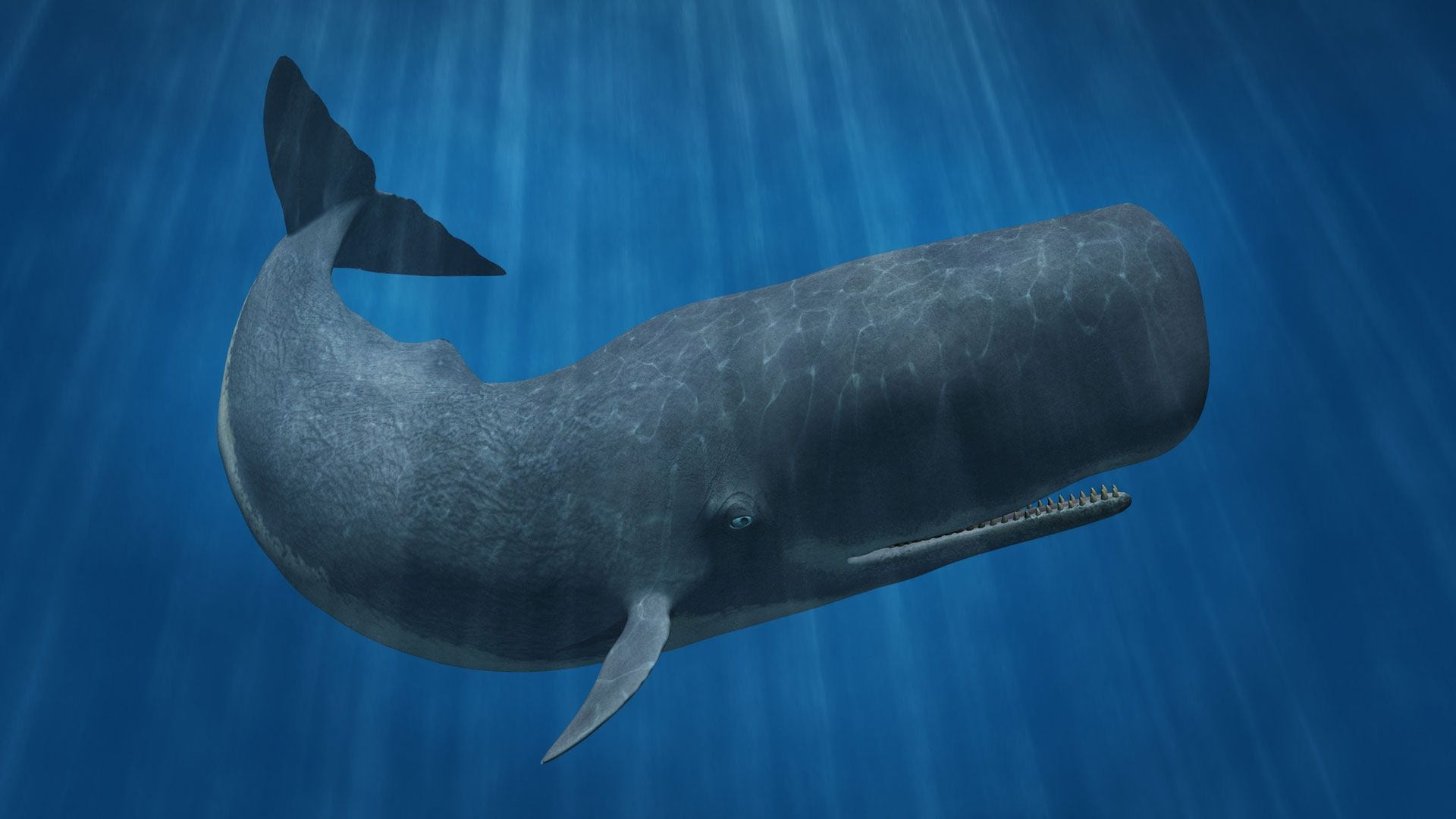 AI Reveals Vowel-Like Patterns in Sperm Whales' Complex "Language"