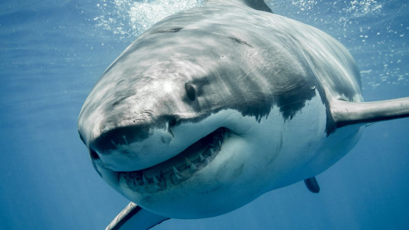 Great White Sharks: Evolutionary Edge Becomes Threat Due to Ocean Warming