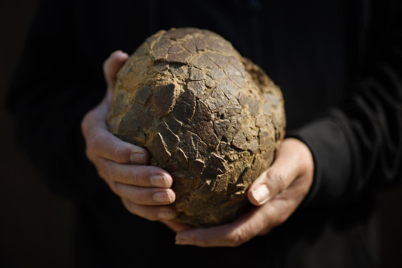 Descubren huevos fósiles de titanosaurio en Francia con conexión a la Patagonia