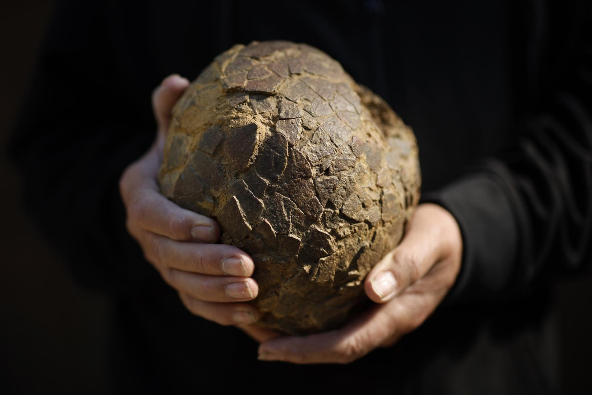 Titanosaur Fossilized Eggs Found in France Linked to Patagonia