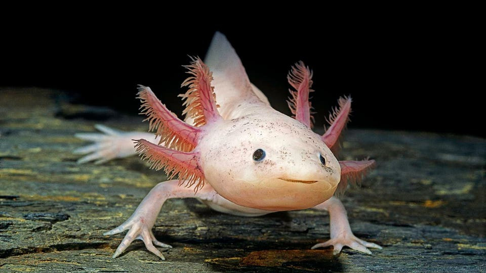 The Axolotl: The Amphibian That Regenerates Its Own Brain