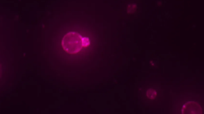 Scientists Build Synthetic Cell Capable of Self-Replication